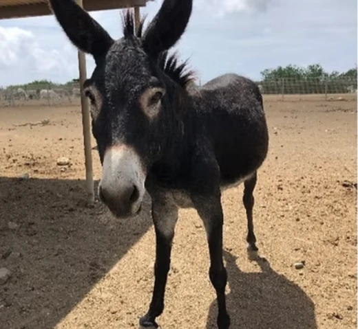 Foto bono zonder datum